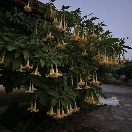 Nirvana Boutique Datça