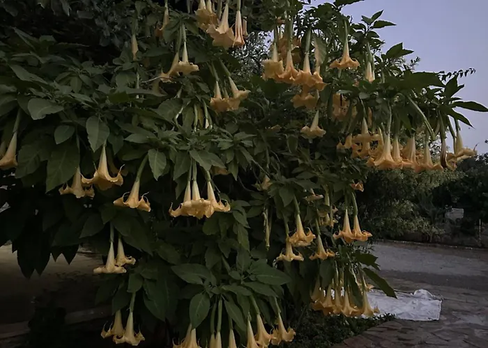 Nirvana Boutique Datça